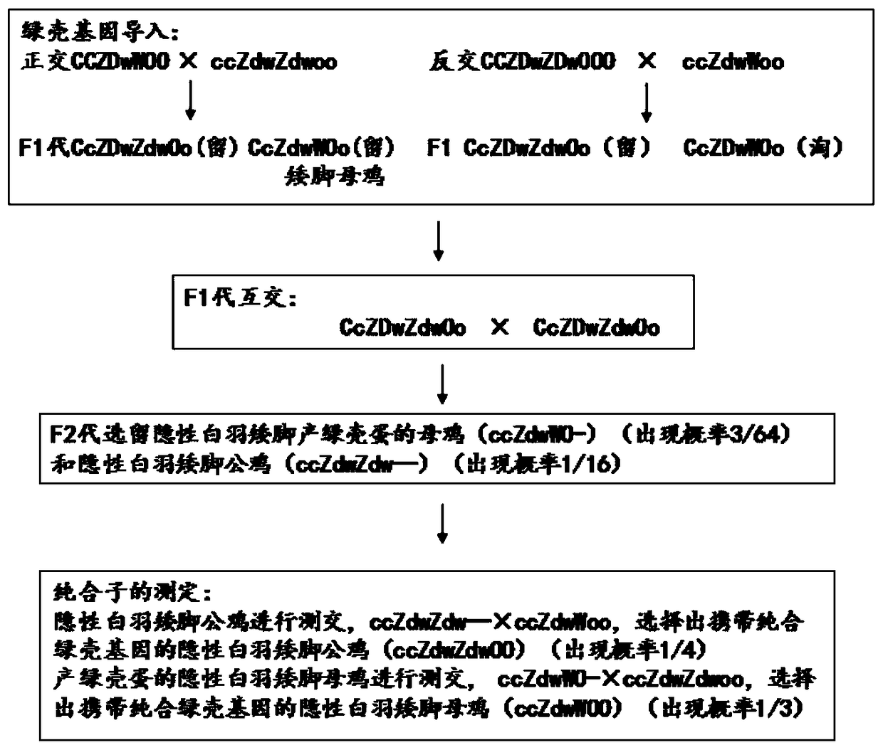 Method for breeding recessive white-feather short-foot green-shell high-yield laying hens