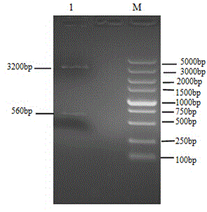 Application of rhodococcus equi virulence gene VapA recombinant protein