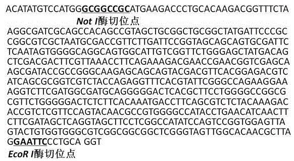 Application of rhodococcus equi virulence gene VapA recombinant protein