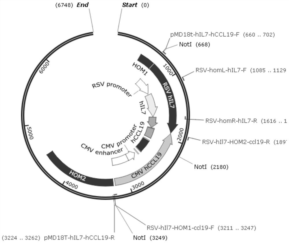 HIL7/hCCL19 double-gene recombinant oncolytic virus as well as preparation method and application thereof