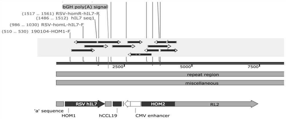 HIL7/hCCL19 double-gene recombinant oncolytic virus as well as preparation method and application thereof