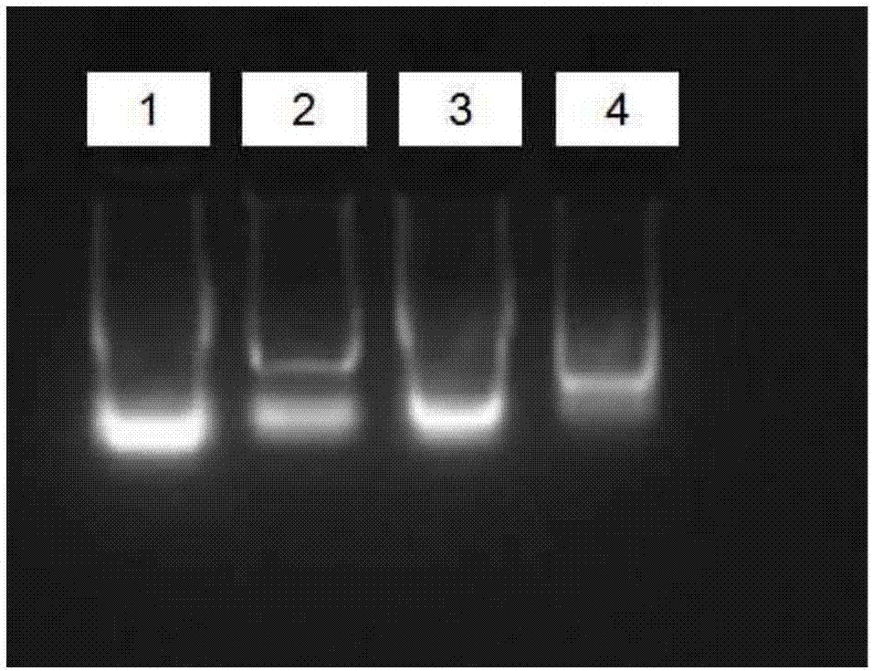 L-type lectin of litopenaeus vannamei as well as coding gene and application of L-type lectin