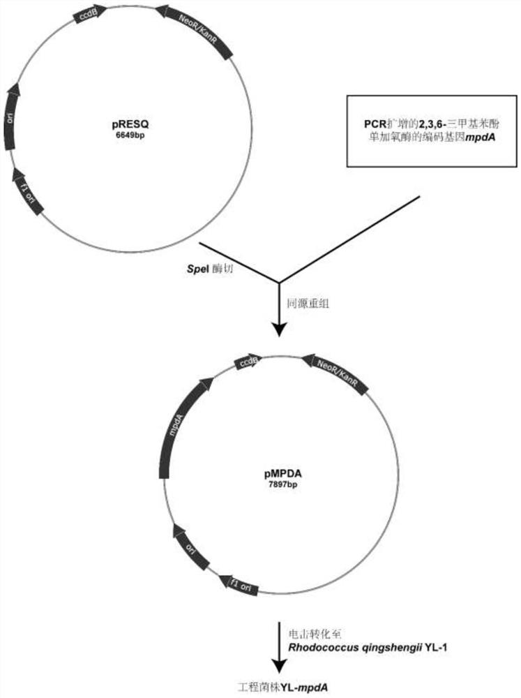 Monooxygenase MpdA, coding gene mpdA thereof and application of monooxygenase MpdA and coding gene mpdA thereof in synthesis of vitamin E precursor