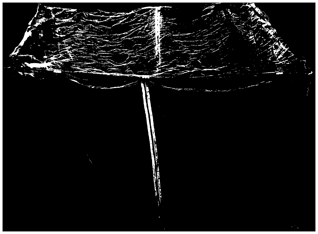 Identification method of resistance to live Spodoptera litura larvae in soybean seedling stage