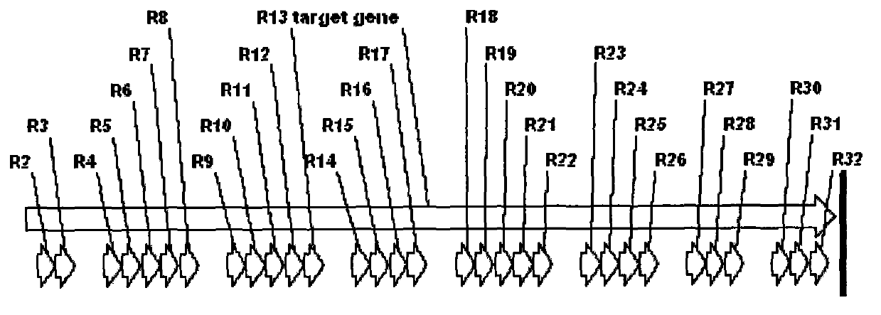 Establishment method of clostridium difficile exotoxin A carboxyl-terminal sequence codon optimization gene segment and expression vector and application of expression protein thereof