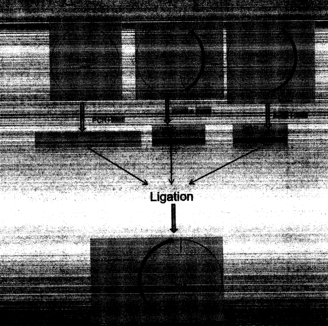 Establishment method of clostridium difficile exotoxin A carboxyl-terminal sequence codon optimization gene segment and expression vector and application of expression protein thereof