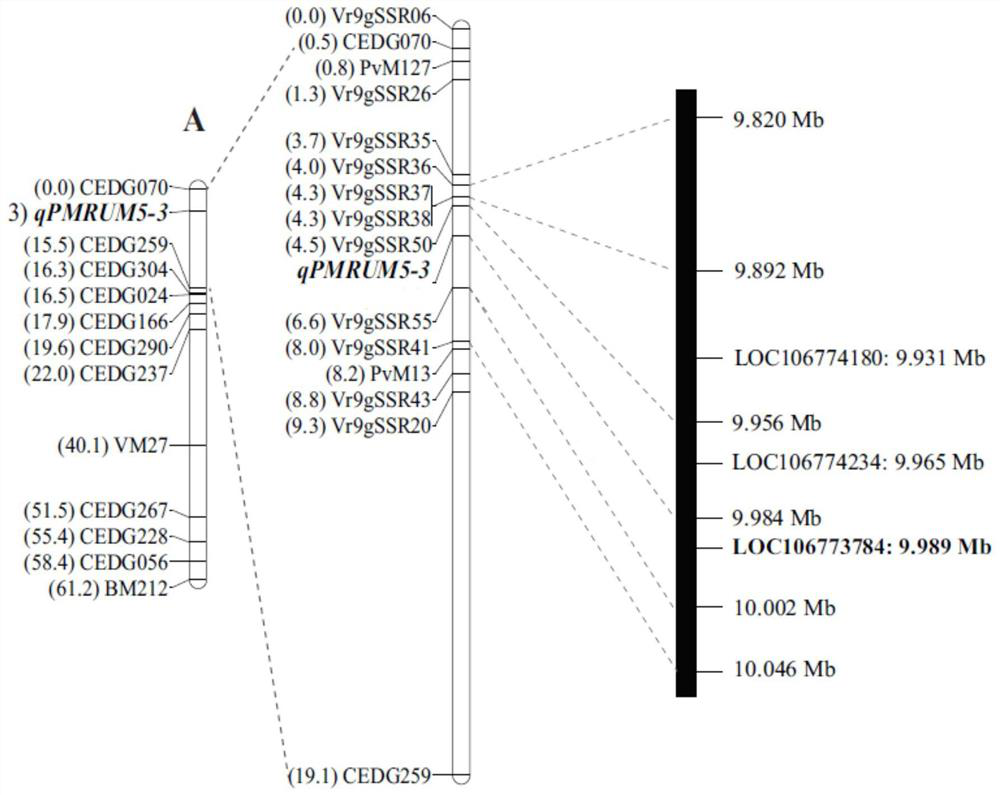 Molecular marker SNP#2 for identifying powdery mildew resisting phenotype of vigna radiata, and primer and application of molecular marker SNP#2.