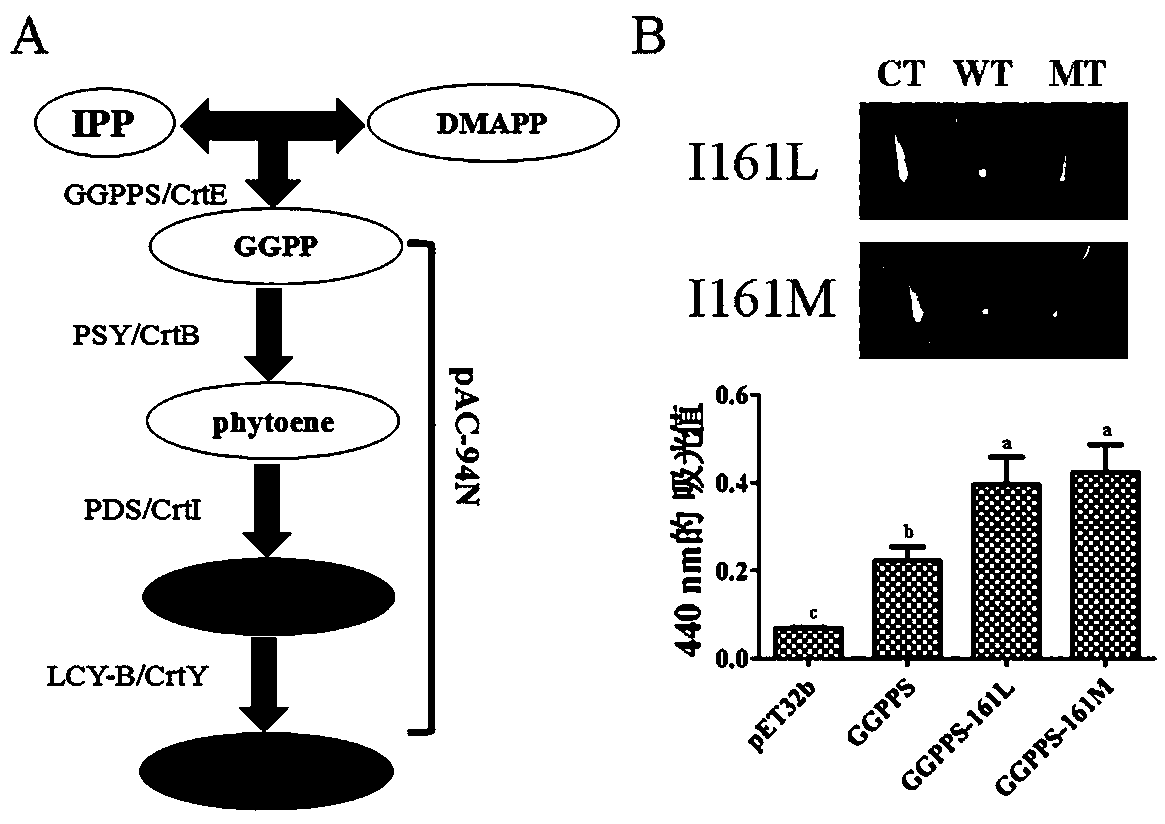 Directed five-site mutant protein GGPPS in enzyme pocket and on enzyme molecule surface