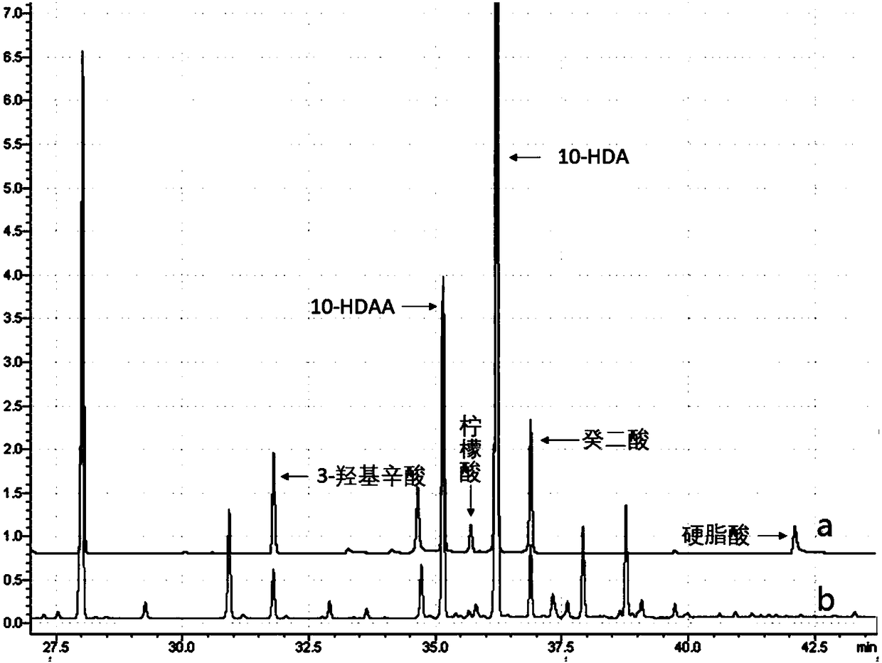 Royal jelly extract for promoting synthesis of collagen and extracting method and application of royal jelly extract