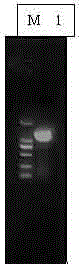 Expression and purification method of schistosoma japonicum SjP40 protein and application