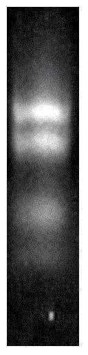 Isoprene synthase gene and application thereof