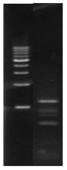 Isoprene synthase gene and application thereof