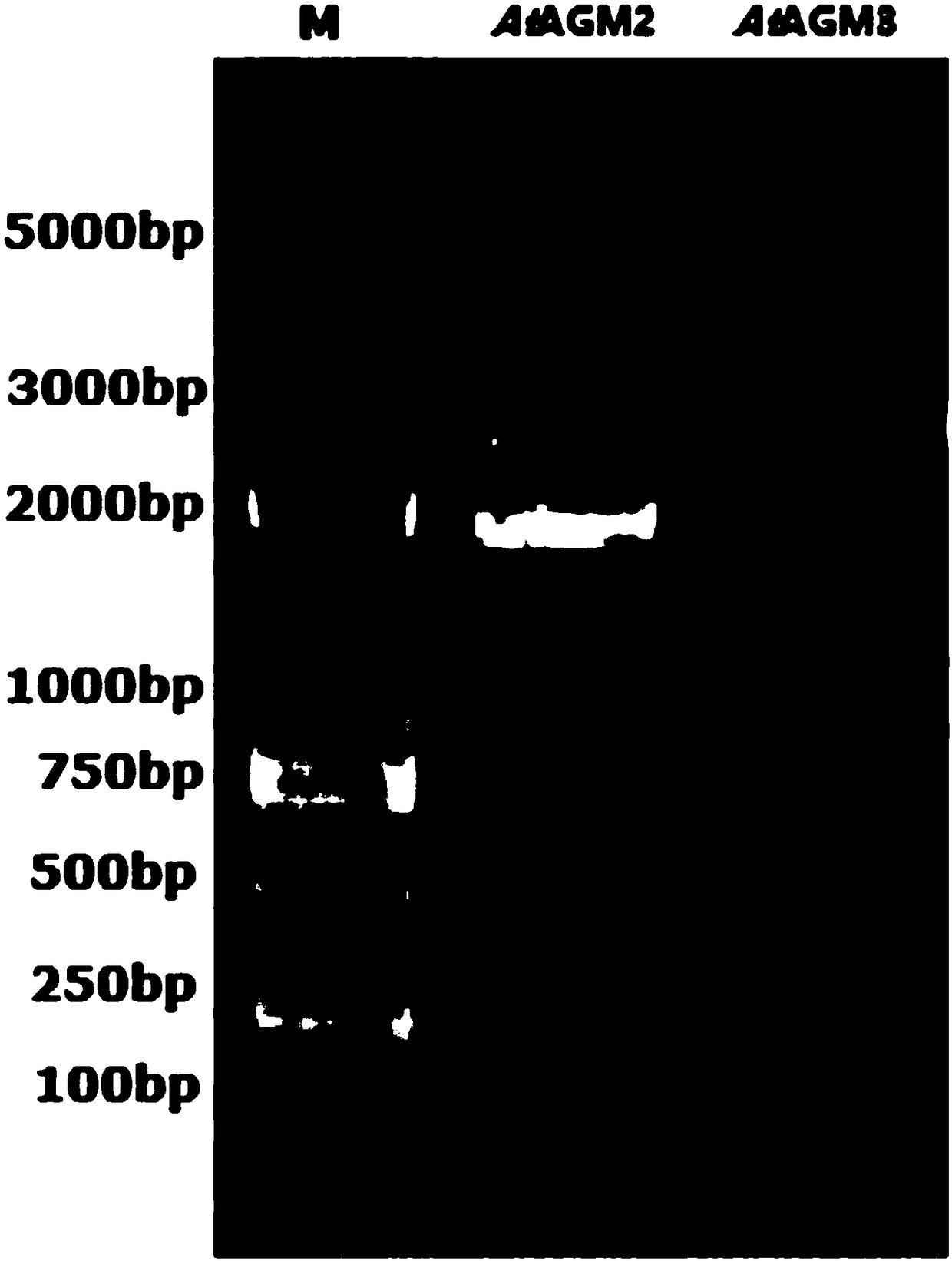 Preparation and application of AtAGM2 and AtAGM3 coding gene and enzyme