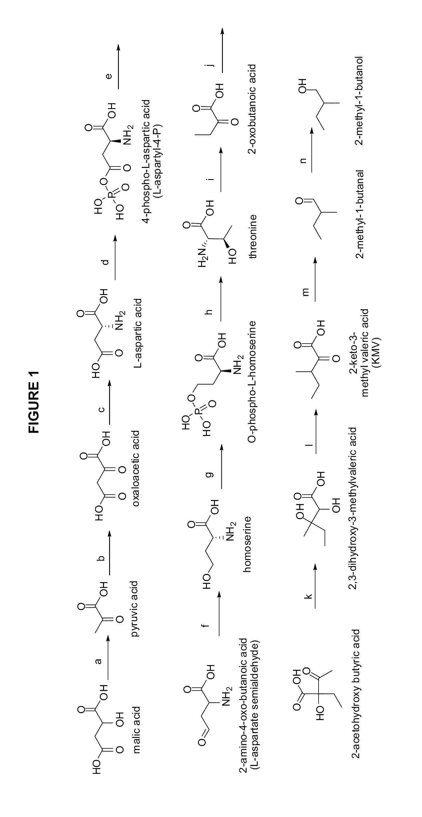 Methylbutanol as an advanced biofuel