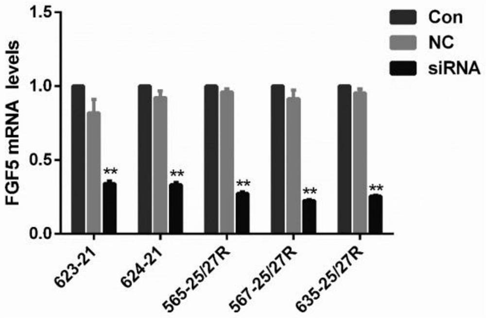 Application of siRNA targeting FGF5 in the treatment of hair loss