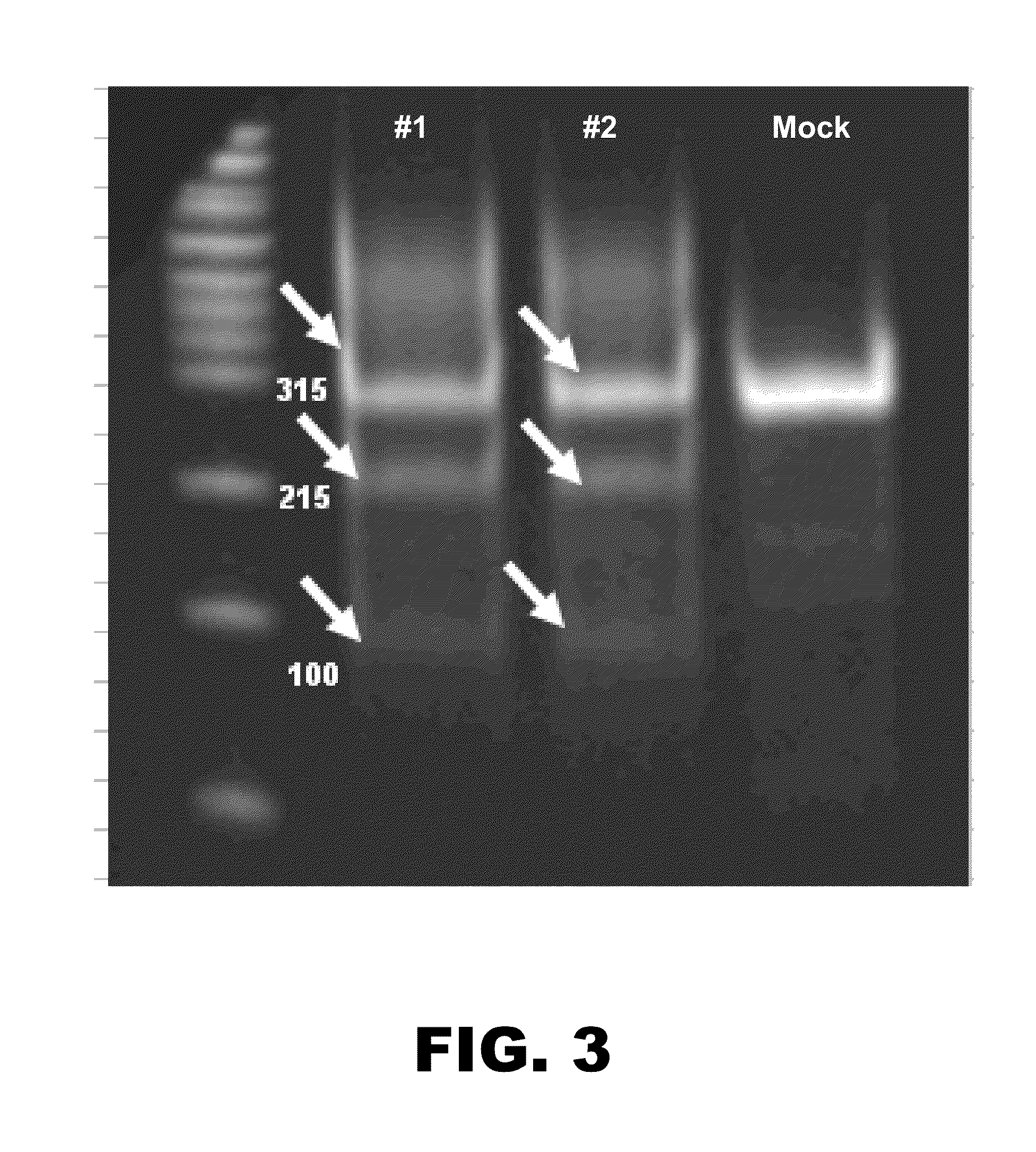 Cells deficient in cmp-n-acetylneuraminic acid hydroxylase and/or glycoprotein alpha-1,3-galactosyltransferase