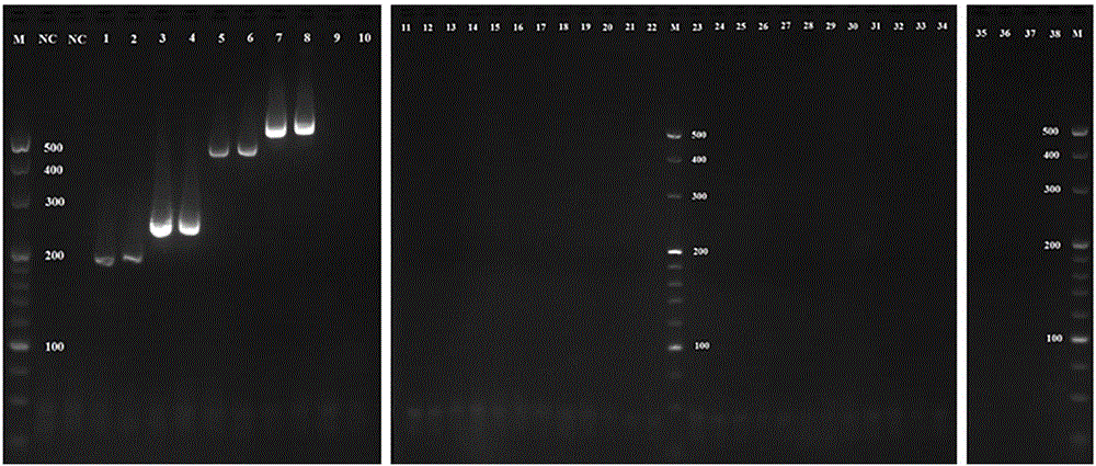 Wheat aphid and multiplex PCR (polymerase chain reaction) detection kit of parasitic wasp thereof