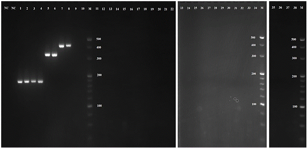 Wheat aphid and multiplex PCR (polymerase chain reaction) detection kit of parasitic wasp thereof