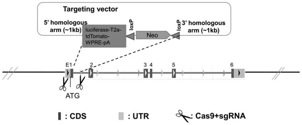 Establishment and application of genetically engineered cell lines and high-throughput drug screening models for the anti-obesity drug target ucp1