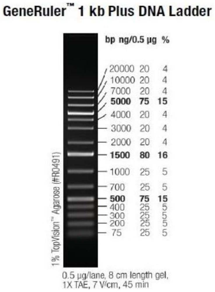 Establishment and application of genetically engineered cell lines and high-throughput drug screening models for the anti-obesity drug target ucp1