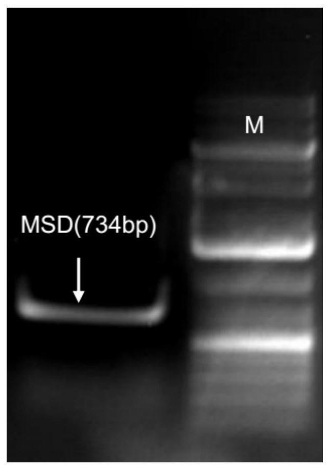 Establishment and application of genetically engineered cell lines and high-throughput drug screening models for the anti-obesity drug target ucp1