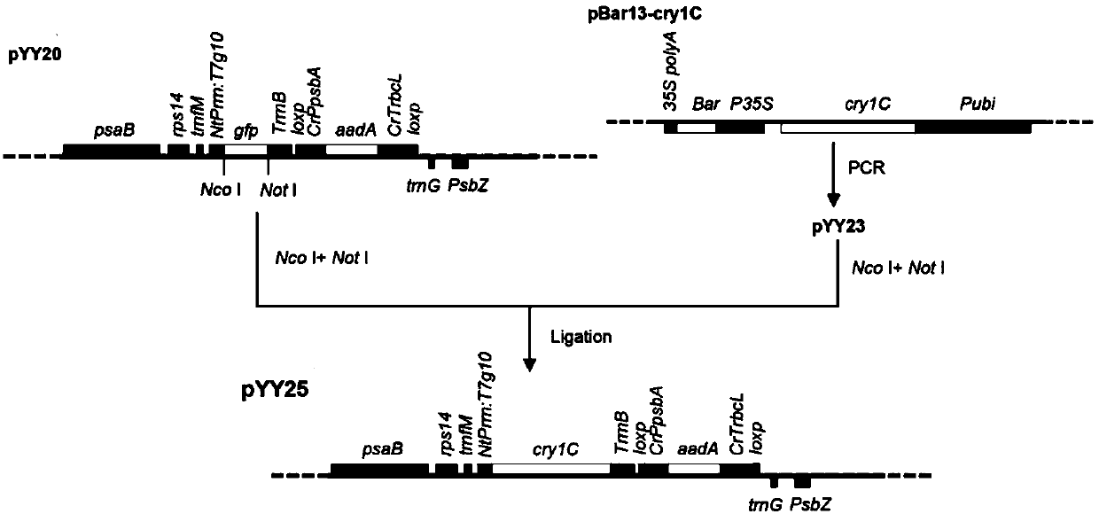 Method for obtaining new variety of high-resistance white moth plasmid transgenic Bt poplar