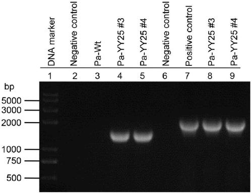 Method for obtaining new variety of high-resistance white moth plasmid transgenic Bt poplar