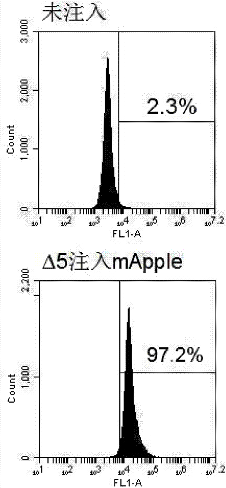 Construction method and applications of engineering strain for delivering mammalian cell protein