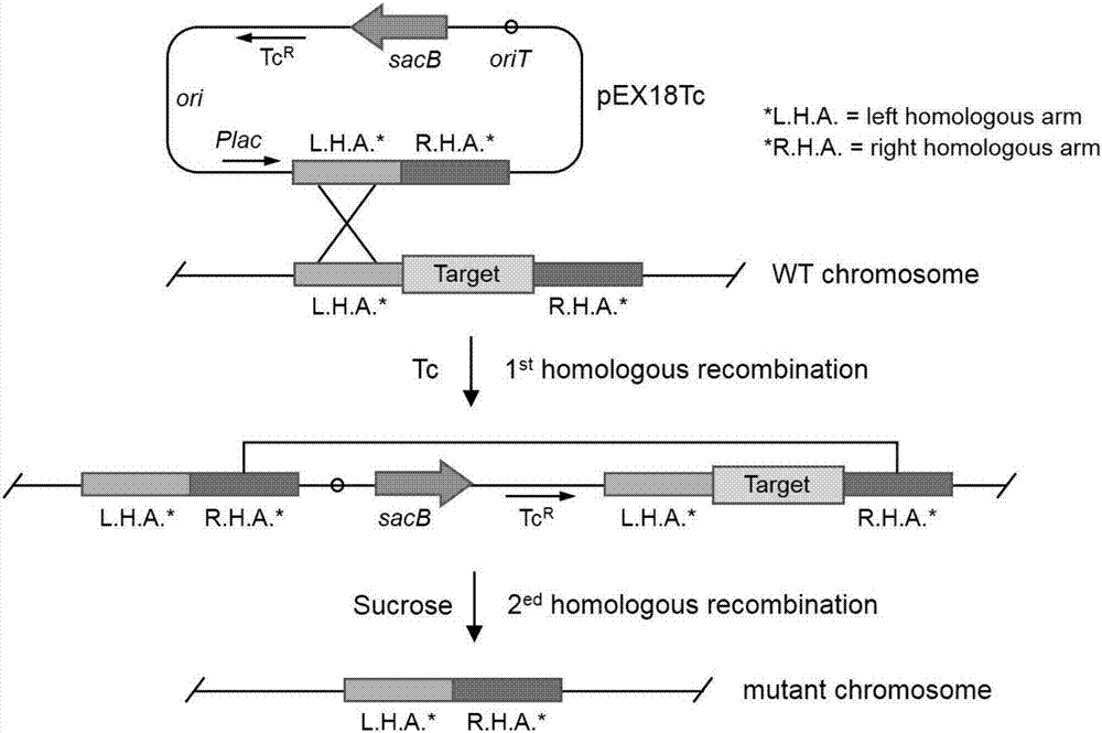 Construction method and applications of engineering strain for delivering mammalian cell protein