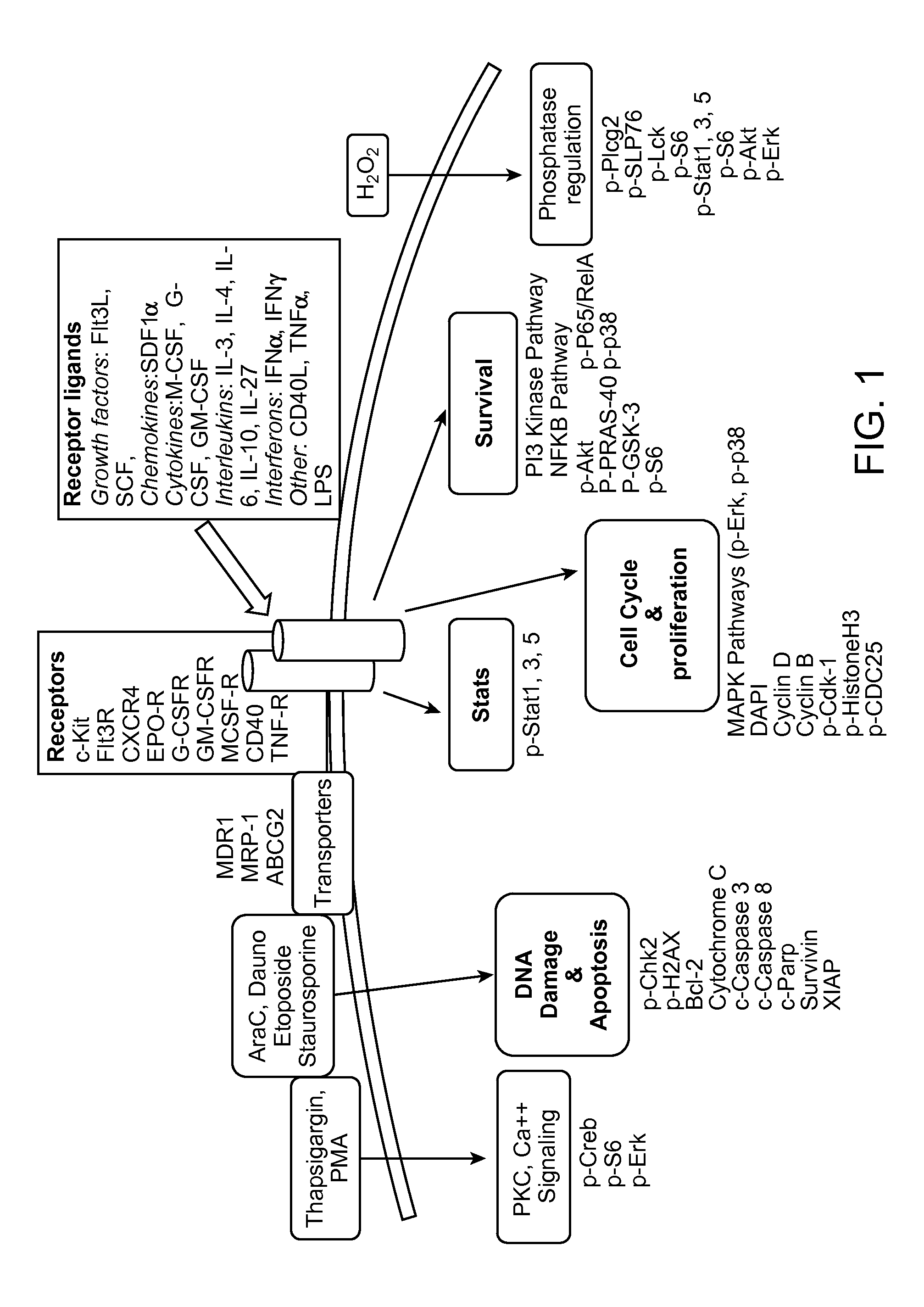 Methods for diagnosis, prognosis and methods of treatment