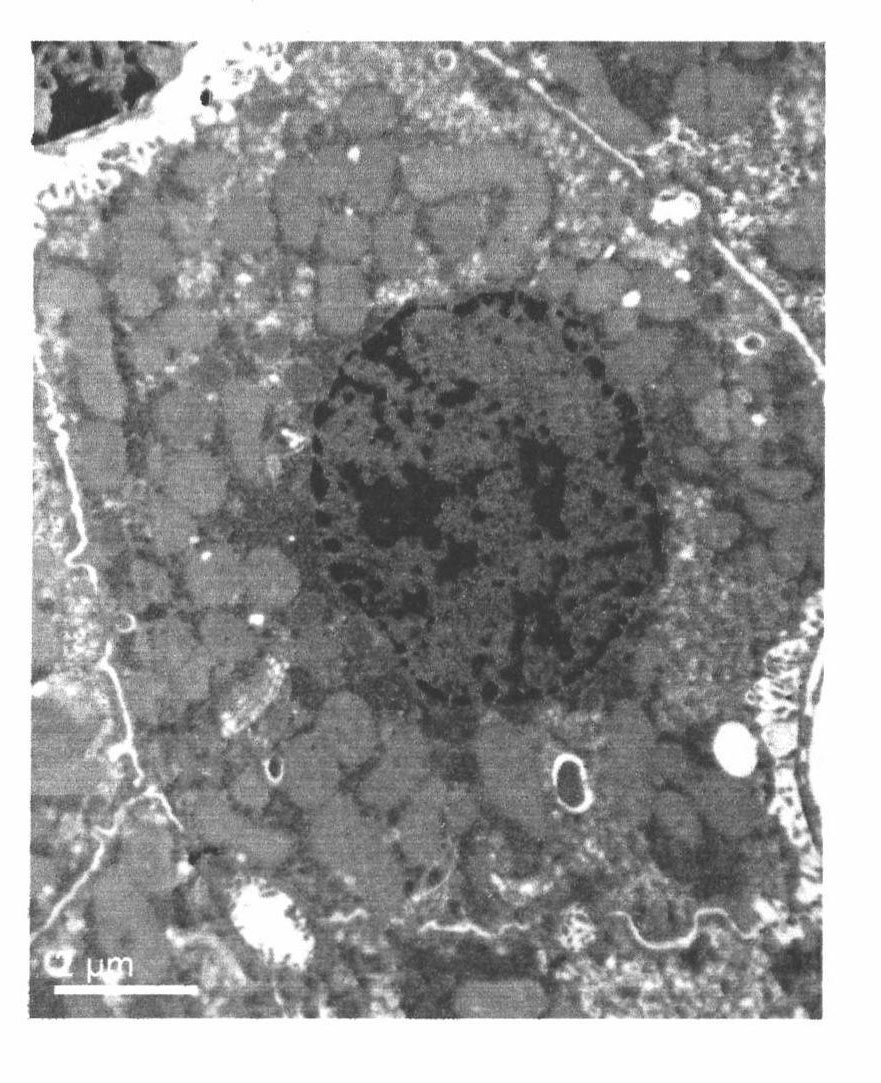 Method for proving sleep deprivation stress resistance of spirulina