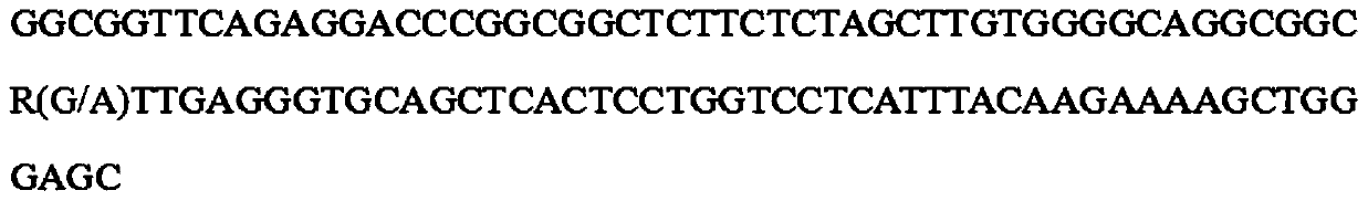 SNP molecular marker related to pig fetal distance traits