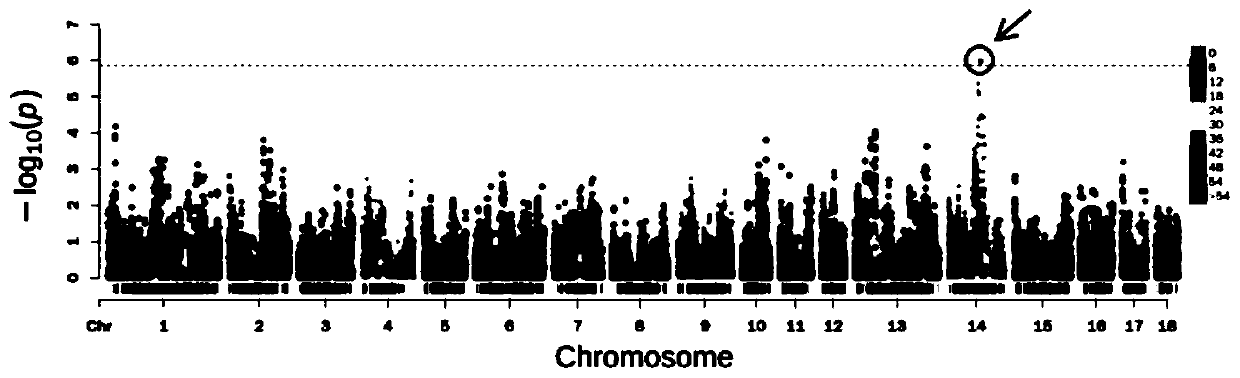 SNP molecular marker related to pig fetal distance traits