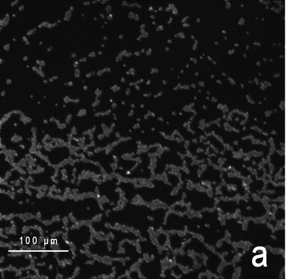 Preparation method and application antimicrobial liquid