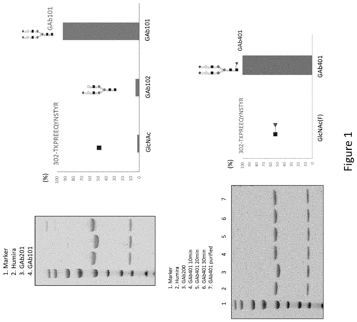 Anti-TNF-alpha glycoantibodies and uses thereof