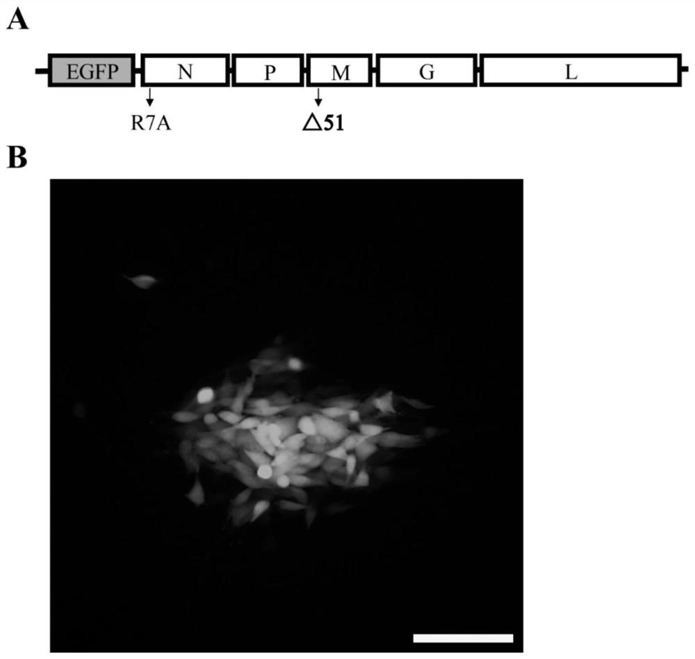 Full-length infectious clone of attenuated vesicular stomatitis virus mutant and application of full-length infectious clone