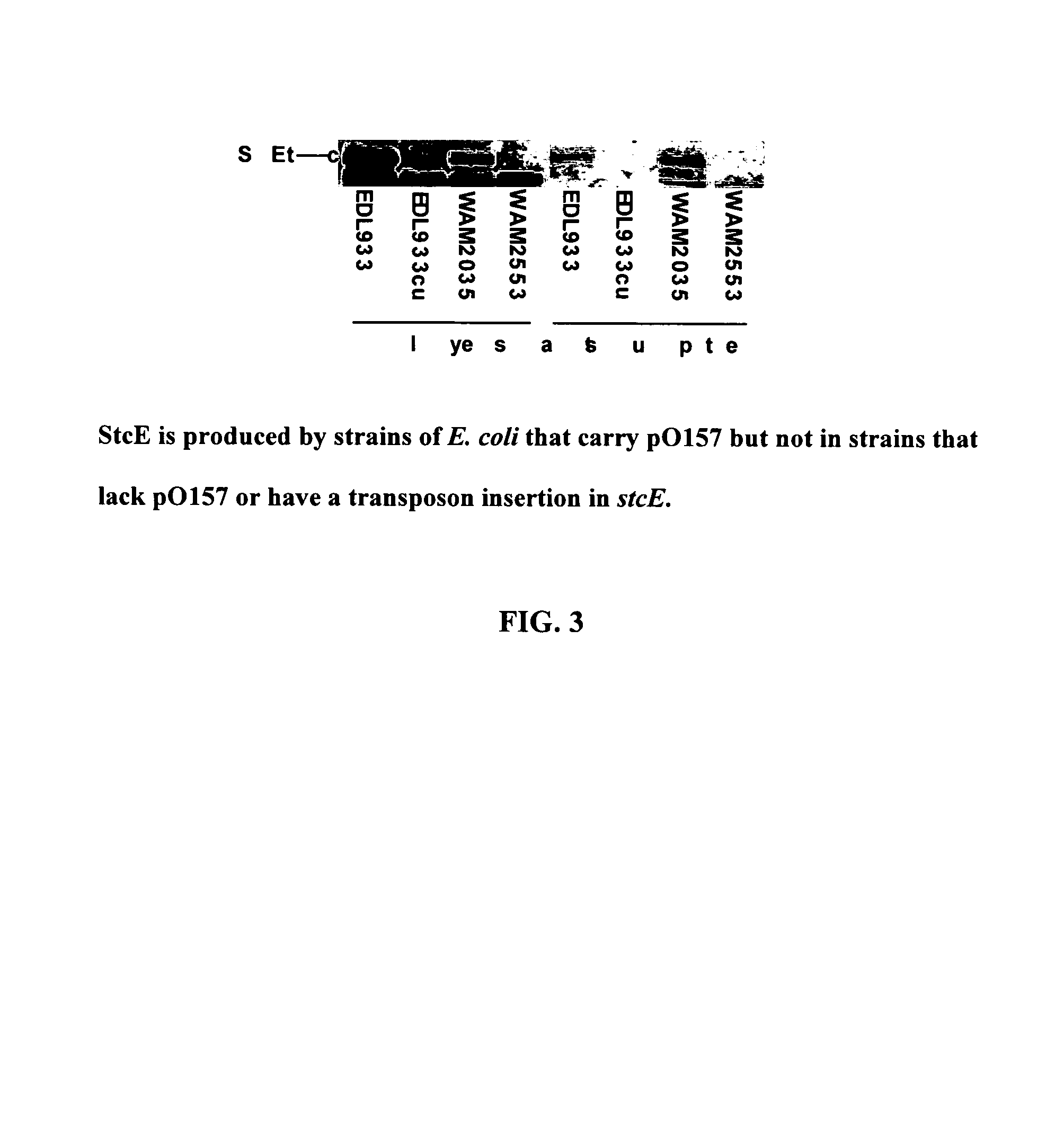 E. coli O157:H7 C1-INH-binding protein and methods of use