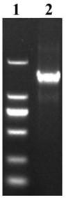 Constitutive promoter pBnaC05g31880D of Brassica napus L. and application of constitutive promoter pBnaC05g31880D