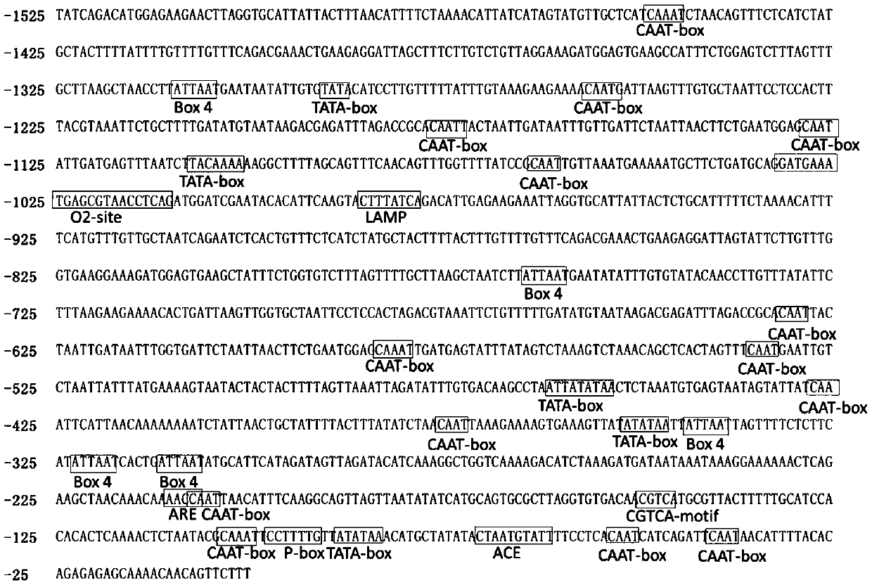 Constitutive promoter pBnaC05g31880D of Brassica napus L. and application of constitutive promoter pBnaC05g31880D