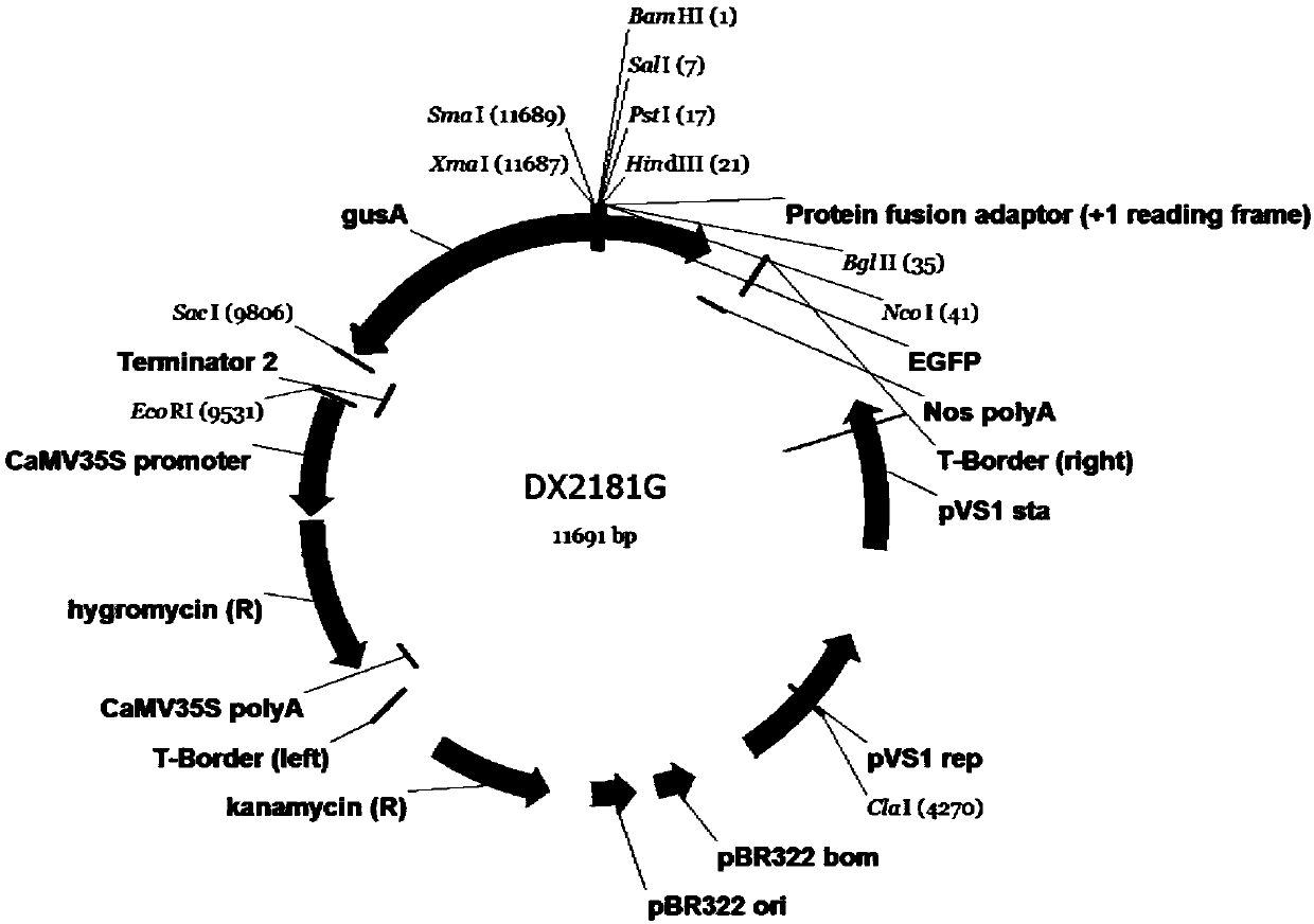 Constitutive promoter pBnaC05g31880D of Brassica napus L. and application of constitutive promoter pBnaC05g31880D