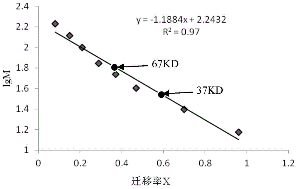 Extraction method and application of lactobacillus extracellular protein