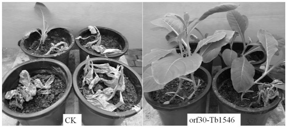 A non-pathogenic R. solanacearum strain transfected with phage trp574 gene and its preparation method and application