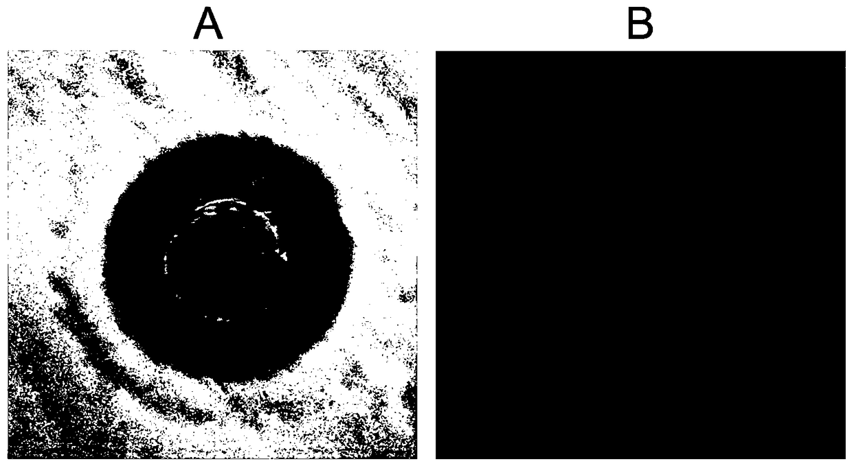 A kind of marine bacillus amyloliquefaciens and its application