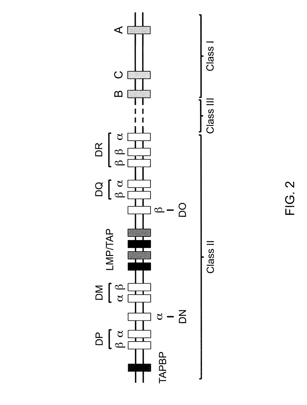 Genetically modified major histocompatibility complex animals