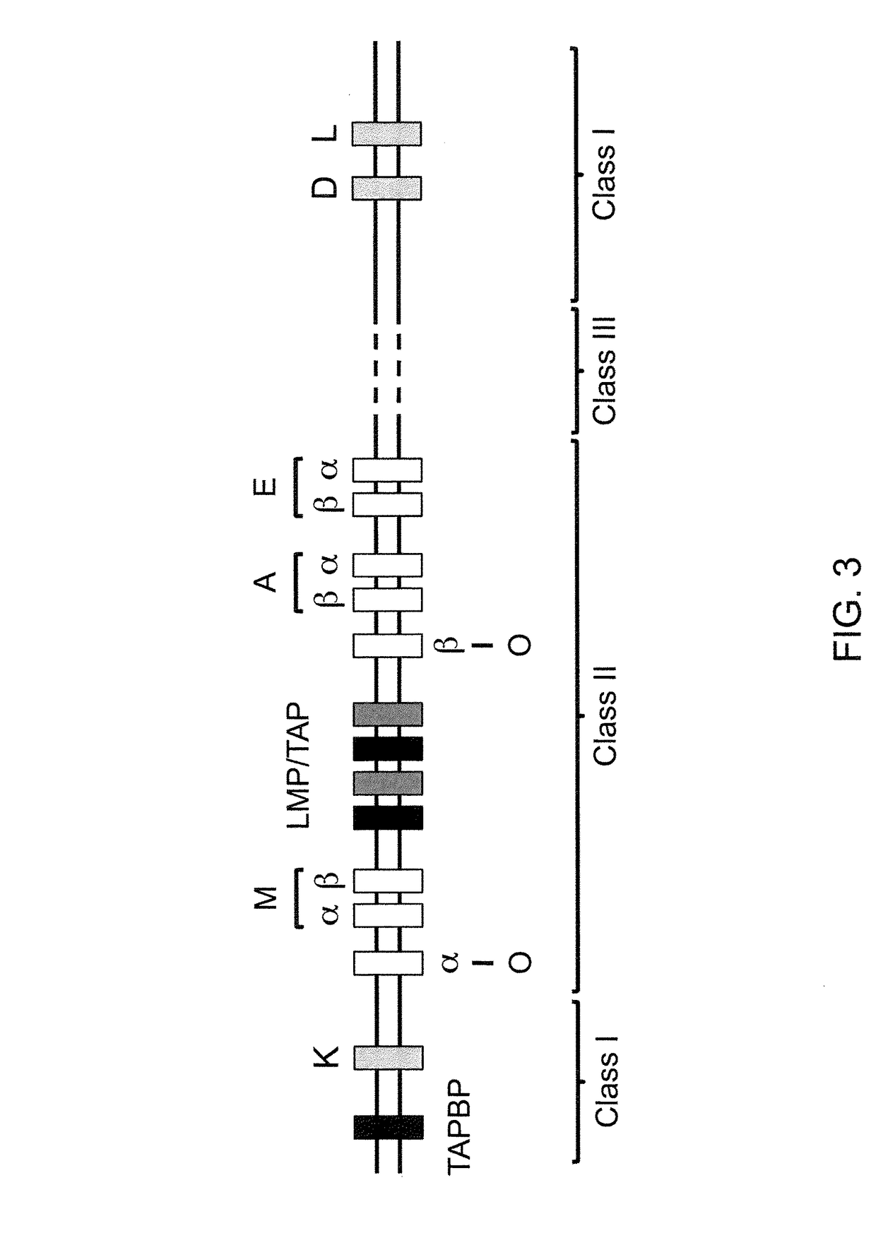 Genetically modified major histocompatibility complex animals