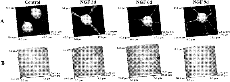 Device and method for evaluating neuron-like differentiation degree of PC12 cell