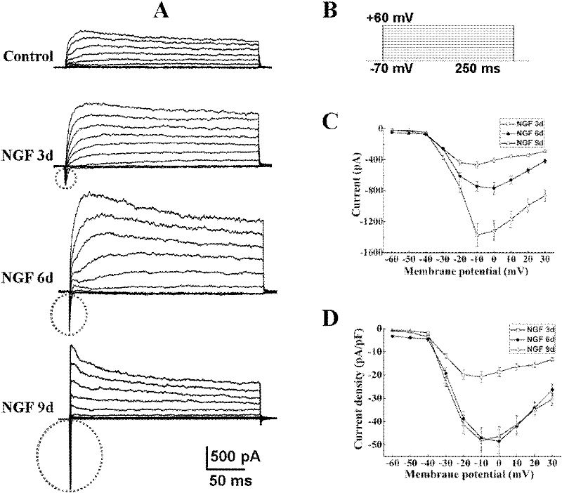 Device and method for evaluating neuron-like differentiation degree of PC12 cell