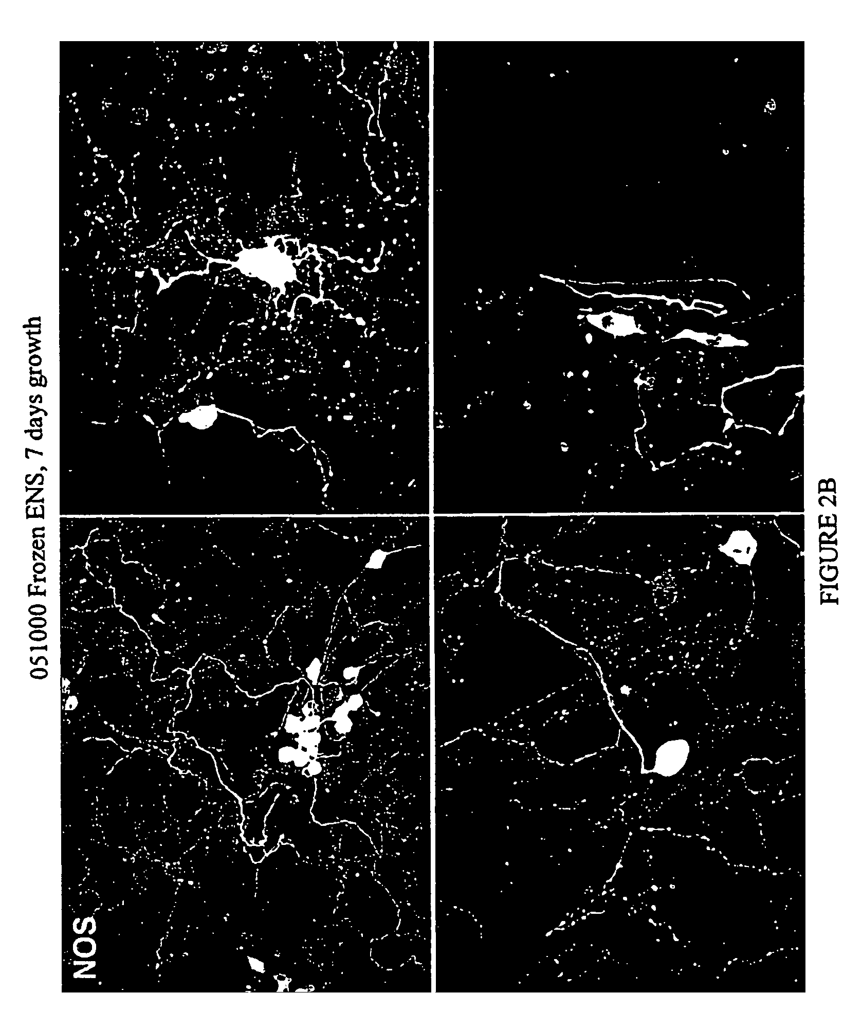 Methods and compositions for cryopreservation of dissociated primary animal cells