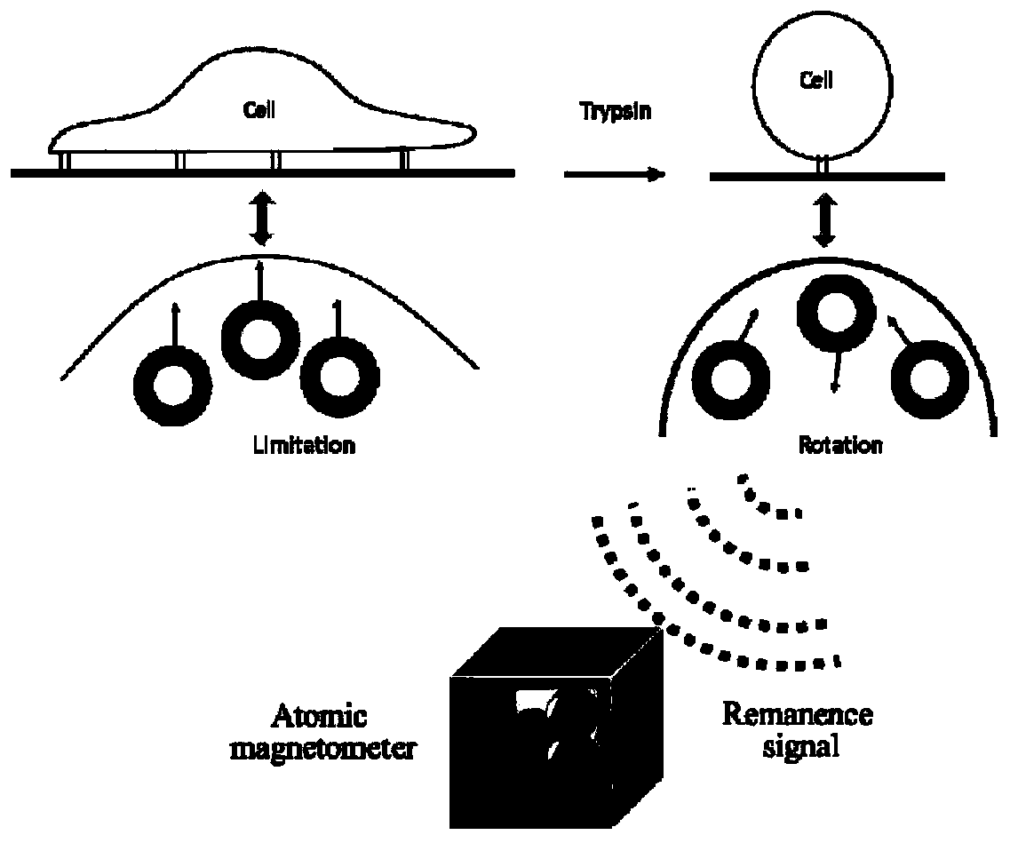 An ultra-low-field magnetic detection method for measuring cell adhesion and cell migration rate