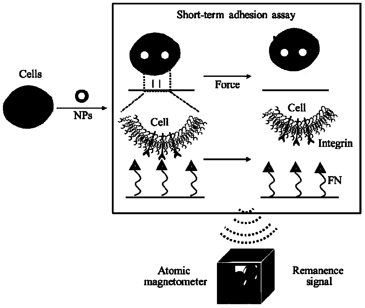 An ultra-low-field magnetic detection method for measuring cell adhesion and cell migration rate